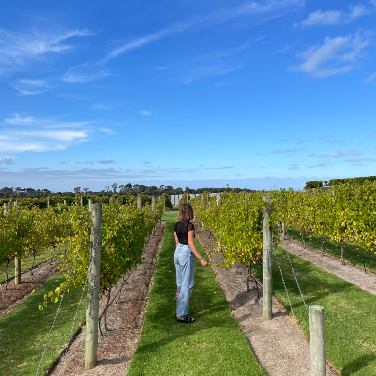 Hier zie je een wijngaard waar je biologische wijntjes kan halen. 